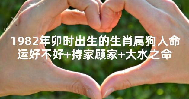 1982年卯时出生的生肖属狗人命运好不好+持家顾家+大