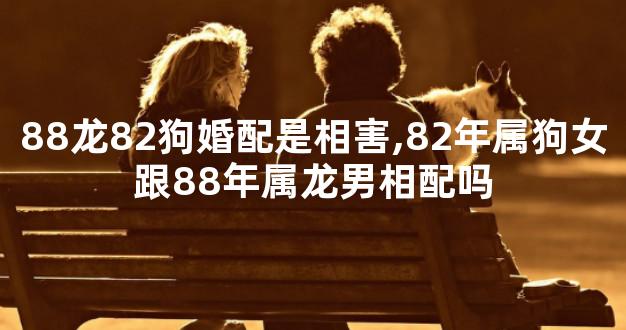 88龙82狗婚配是相害,82年属狗女跟88年属龙男相配吗
